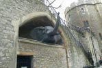 PICTURES/Tower of London/t_Zoo Elephant.JPG